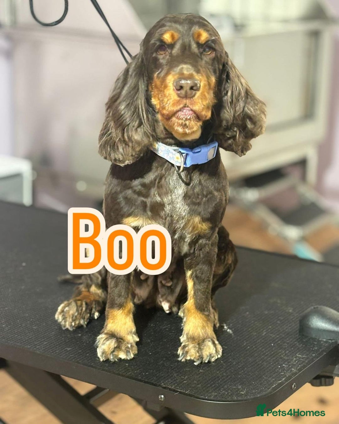 Cocker Spaniel dogs for sale: KC reg show cocker spaniels  - Image 2