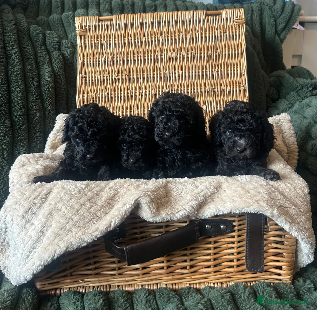 Toy Poodle dogs for sale: KC Toy Poodle Puppies, Champion Lines Final Litter - Advert 1