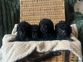 Toy Poodle dogs KC Toy Poodle Puppies, Champion Lines Final Litter - Advert 13
