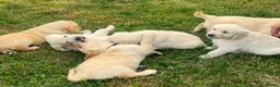 Golden Retriever dogs for sale: Gorgeous KC Registered Puppies in Sudbury - Advert 10