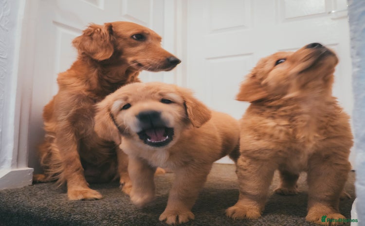 Golden Retriever dogs - Advert 4