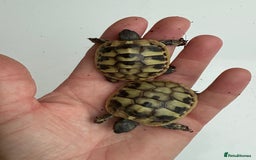 Hermann Tortoise reptiles for sale: Baby hermanns tortoises for sale and setups  - Image 7