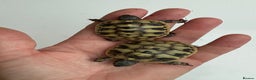 Hermann Tortoise reptiles for sale: Baby hermanns tortoises for sale and setups  - Advert 7