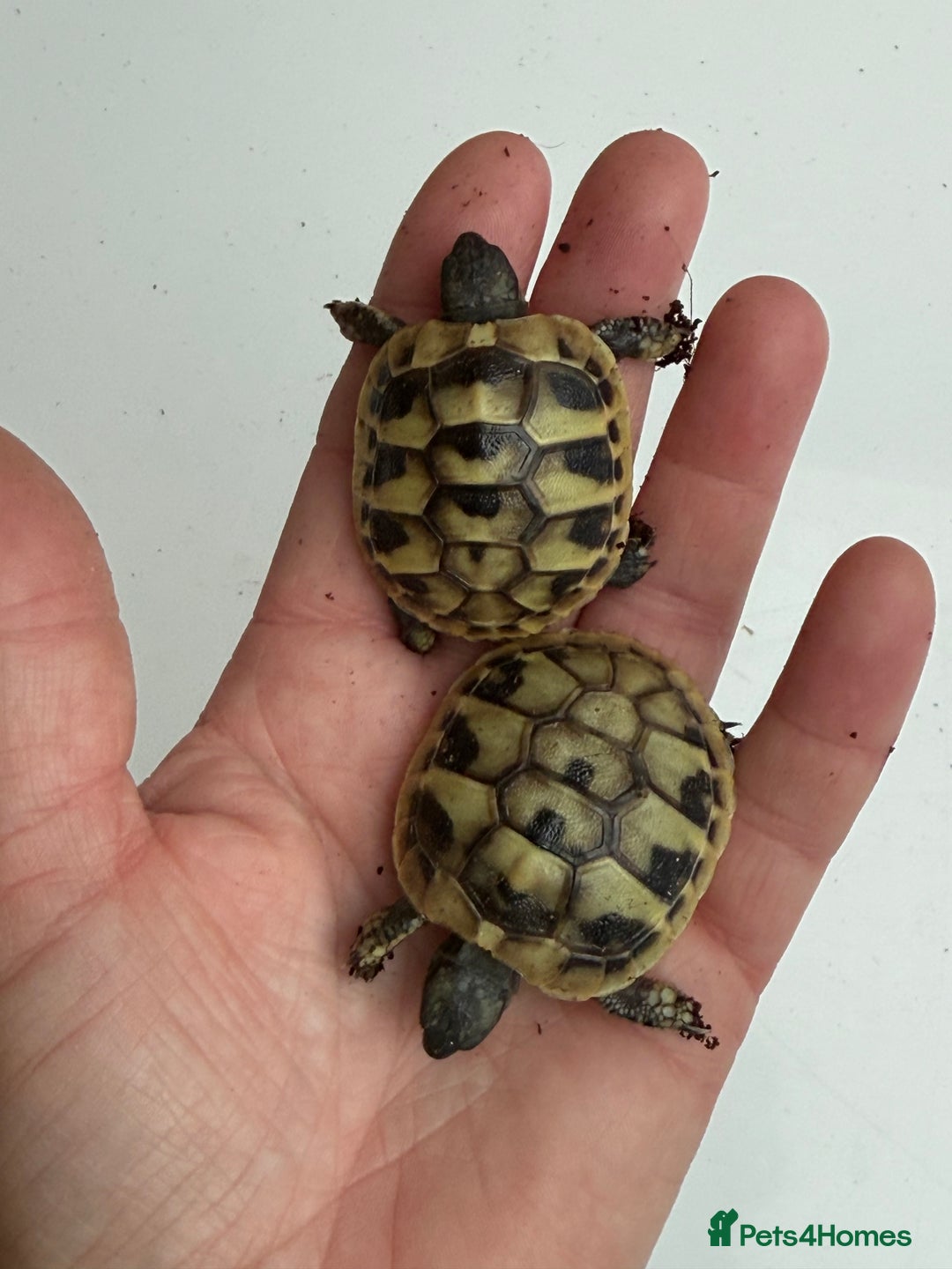 Hermann Tortoise reptiles for sale: Baby hermanns tortoises for sale and setups  - Image 7
