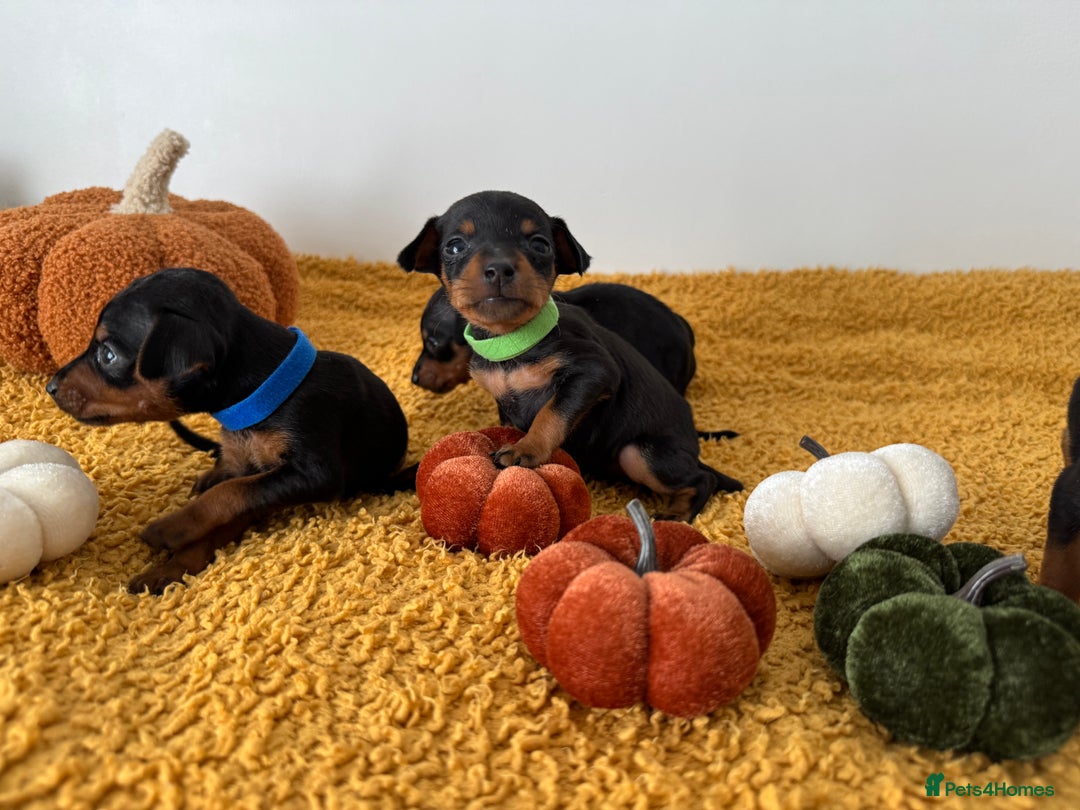 Miniature Pinscher dogs for sale: Miniature Pincher Puppies  - Image 8