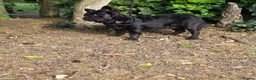 French Bulldog dogs for stud: WAVE CHECK C2 PUFFY TRINDLE  - Advert 6