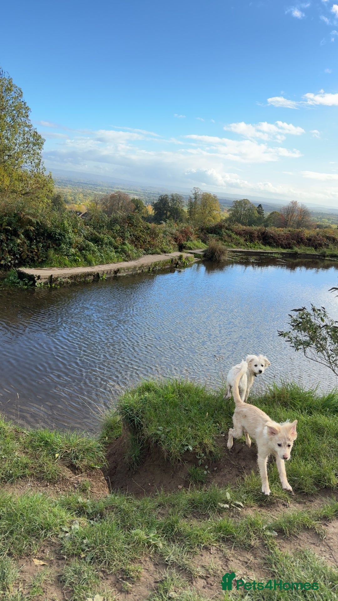 Mixed Breed dogs for sale: Meet Teddy!  - Advert 6