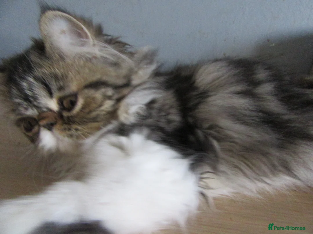 Persian cats for sale: Lovely Persian Female Kitten - Advert 11