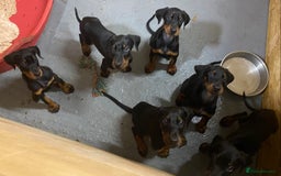 Dobermann dogs for sale: Doberman Puppies - Image 6