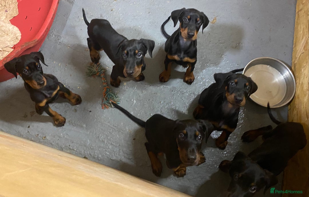 Dobermann dogs for sale: Doberman Puppies - Image 6
