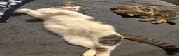 Mixed Breed cats for sale: Beautiful kitten for sale  - Advert 2