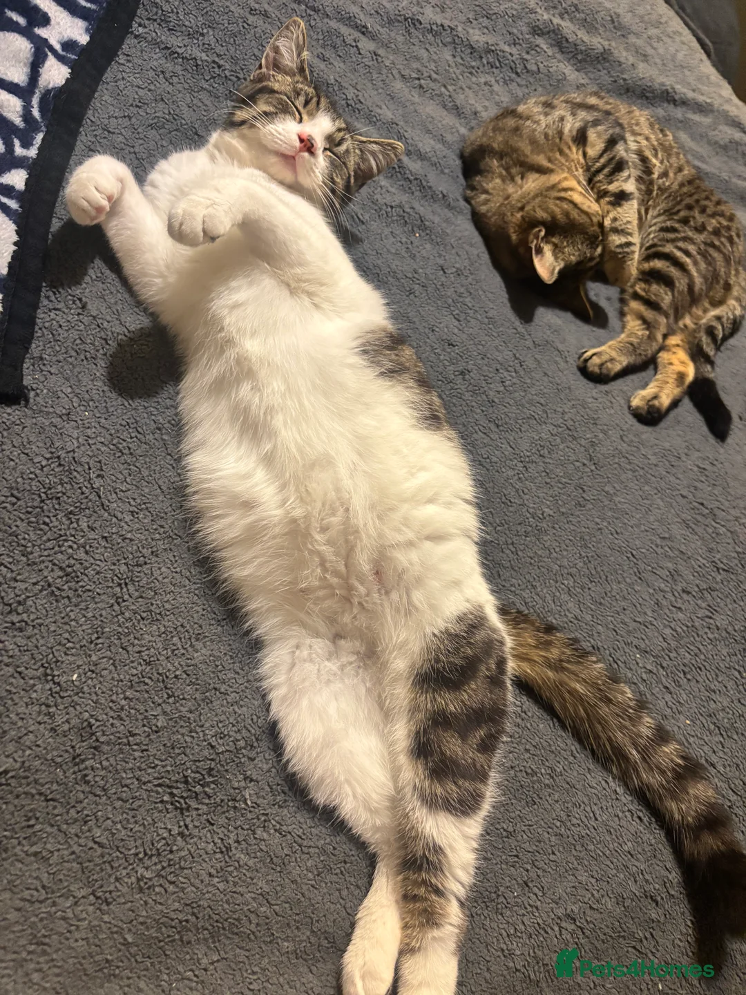 Mixed Breed cats for sale: Beautiful kitten for sale  - Advert 2