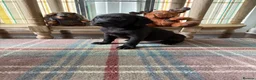 Labrador Retriever dogs for sale: READY NOW Beautiful KC reg girls - health tested - Advert 3