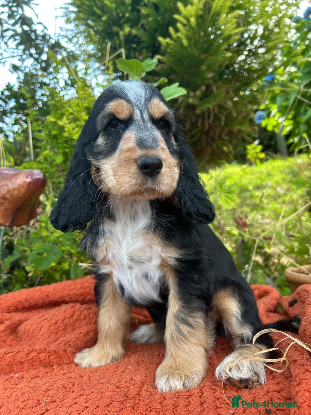 Cocker Spaniel dogs for sale: KC show type cocker spaniel  - READY NOW - Image 2