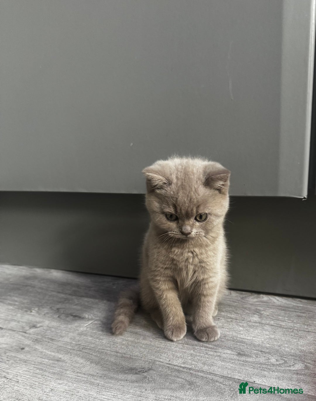 British Shorthair cats for sale: Beautiful Lilac BSH Kittens – Pedigree Parents - Advert 9