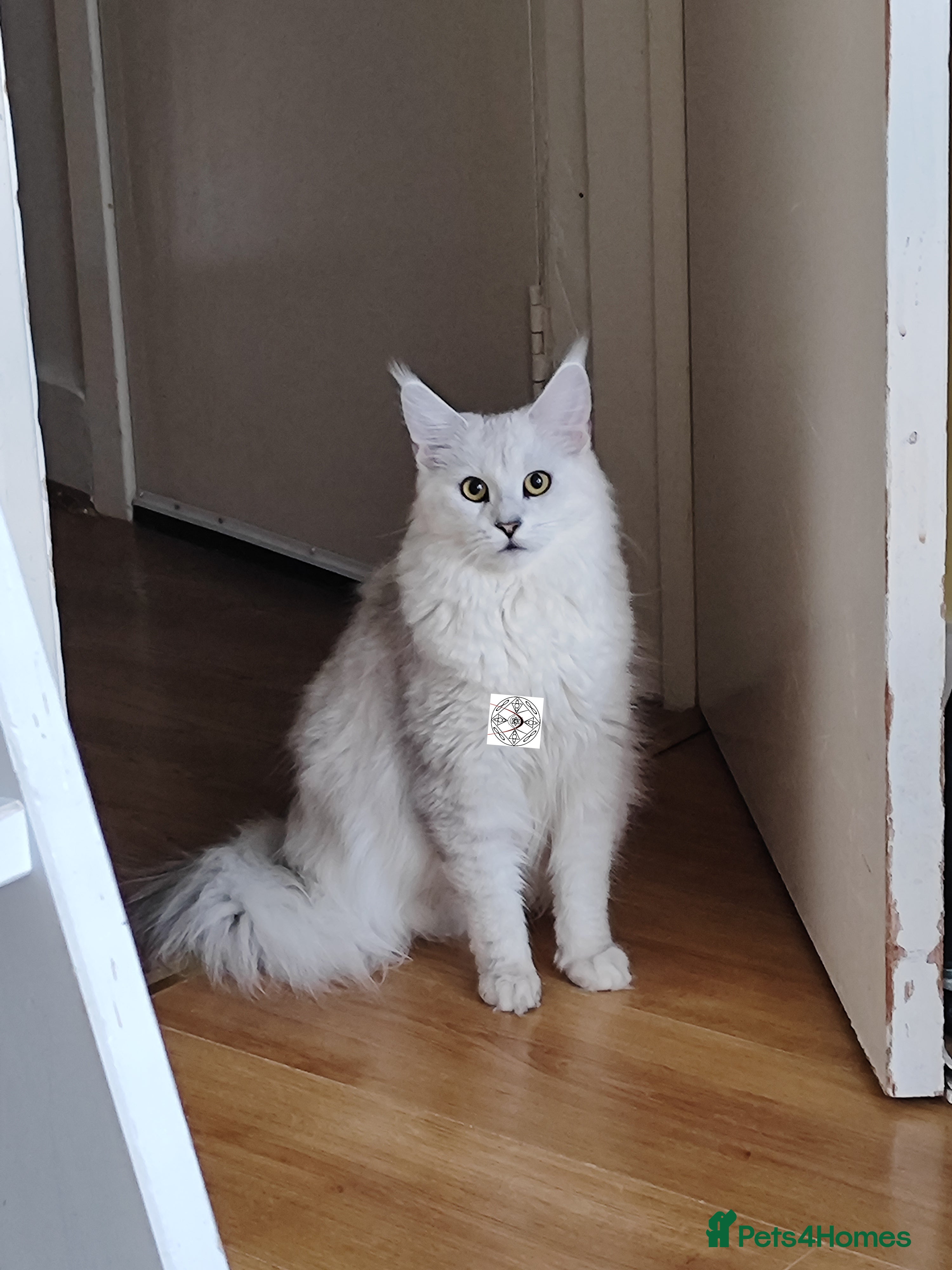 Maine Coon cats The sweetest girl ever 😻 - Advert 3