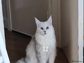 Maine Coon cats The sweetest girl ever 😻 - Advert 4