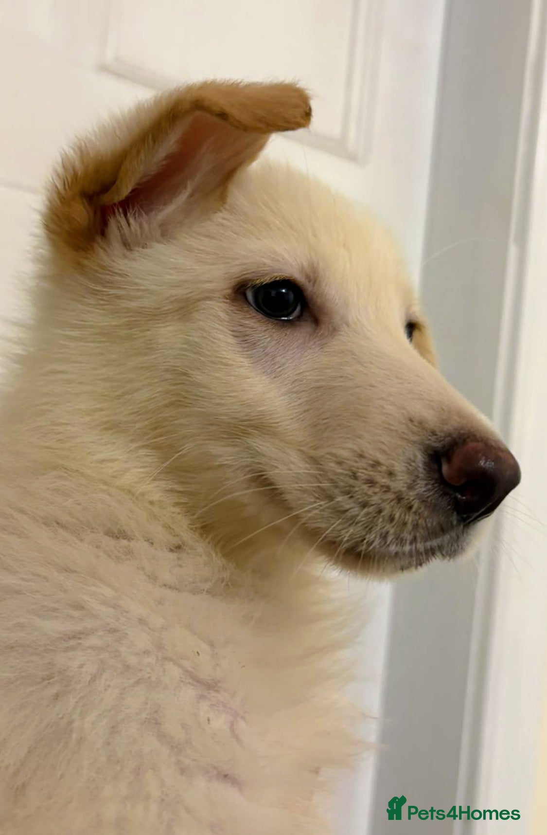 German Shepherd dogs German Shepherd puppies - Advert 1