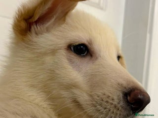 German Shepherd dogs German Shepherd puppies - Advert 1