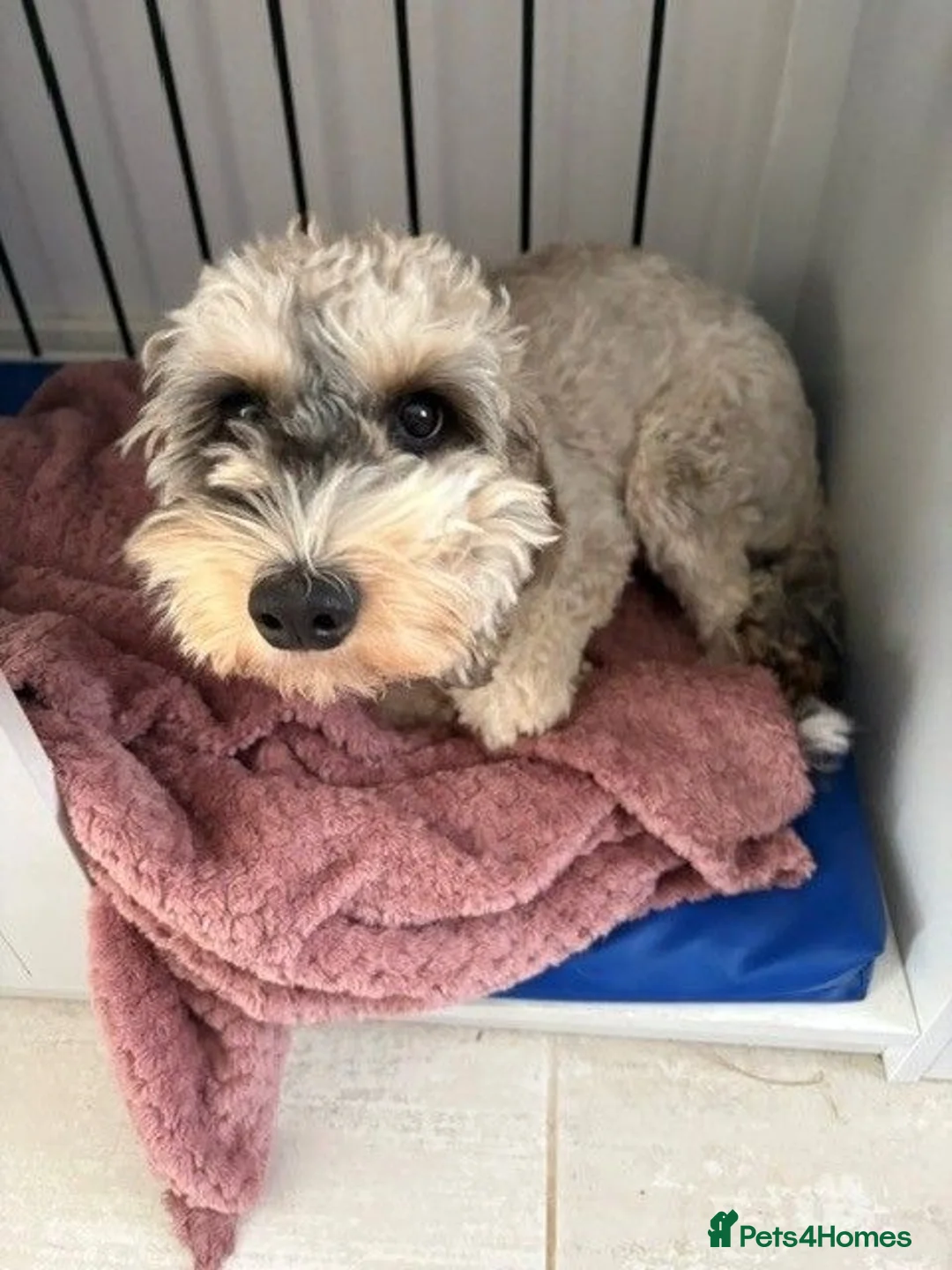 Cockapoo dogs for sale: 10 Month Old Female Black Sabre Cockapoo - Advert 1