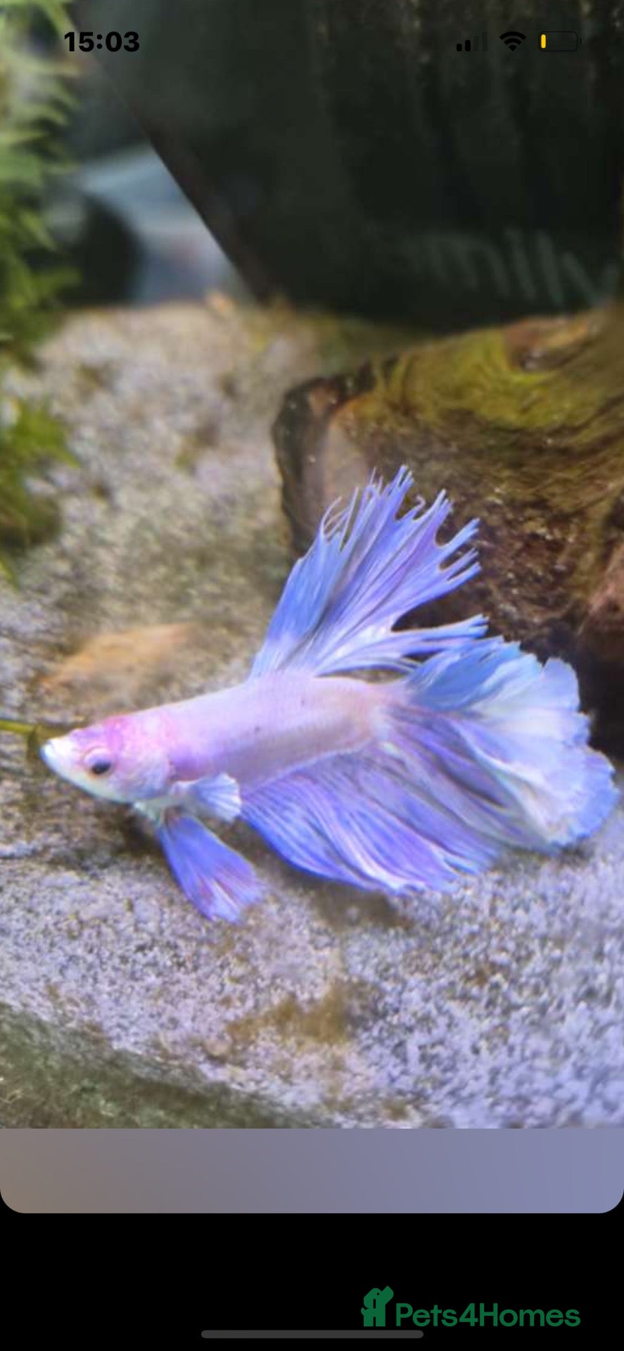 Bettas fish Betta fish  - Advert 5