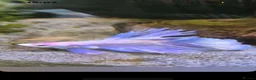 Bettas fish for sale: Betta fish  - Advert 1