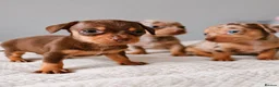 Chihuahua dogs for sale: Chiweenies *Stunning Tiny*  – Cosmo × Jimmy Choo - Advert 8