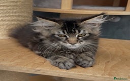 Maine Coon cats for sale: XL maine coon kittens Russia bloodlines Ready Now in Spalding - Image 15