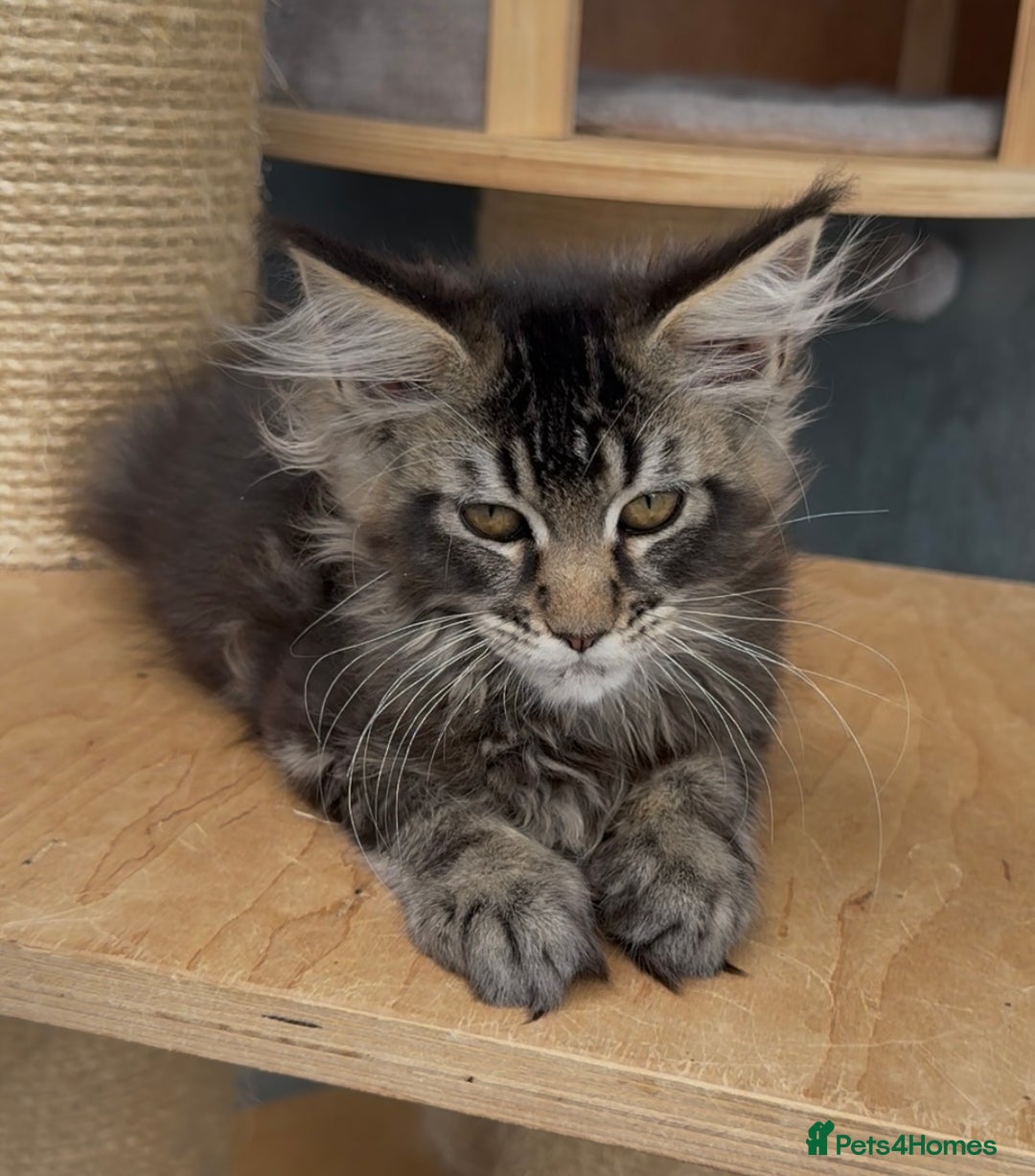Maine Coon cats for sale: XL maine coon kittens Russia bloodlines Ready Now in Spalding - Image 15