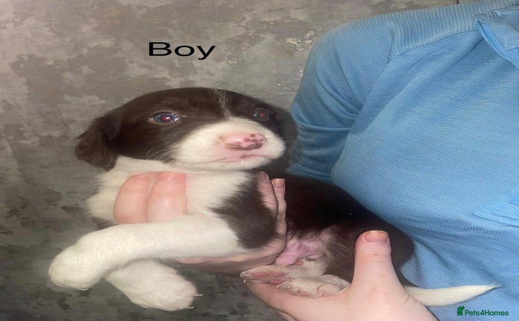 Mixed Breed dogs - Advert 3