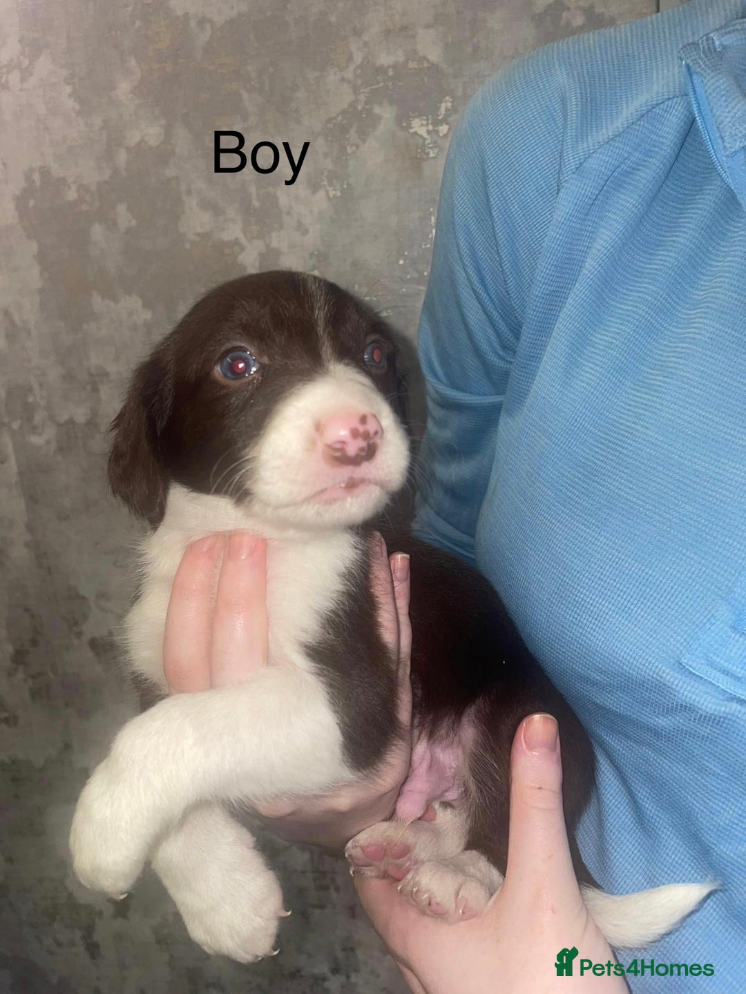 Mixed Breed dogs for sale: Shepard x spaniel puppies - Image 1