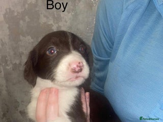 Mixed Breed dogs for sale - Advert 1