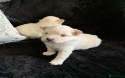 Pomeranian dogs for sale: Pure Pomeranian Puppies - Image 6