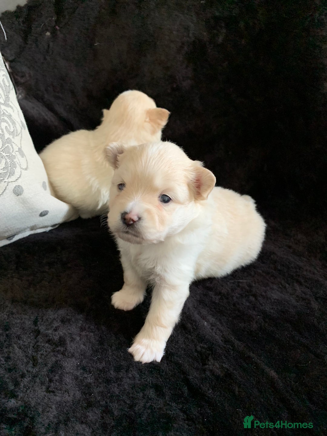 Pomeranian dogs for sale: Pure Pomeranian Puppies - Image 6