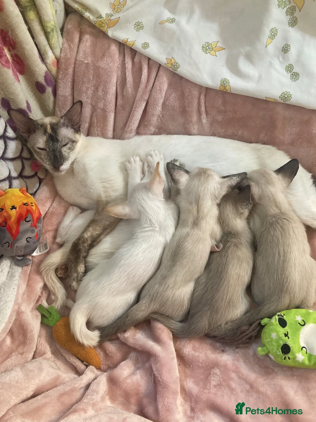 Siamese cats for sale: Siamese kittens - Advert 20