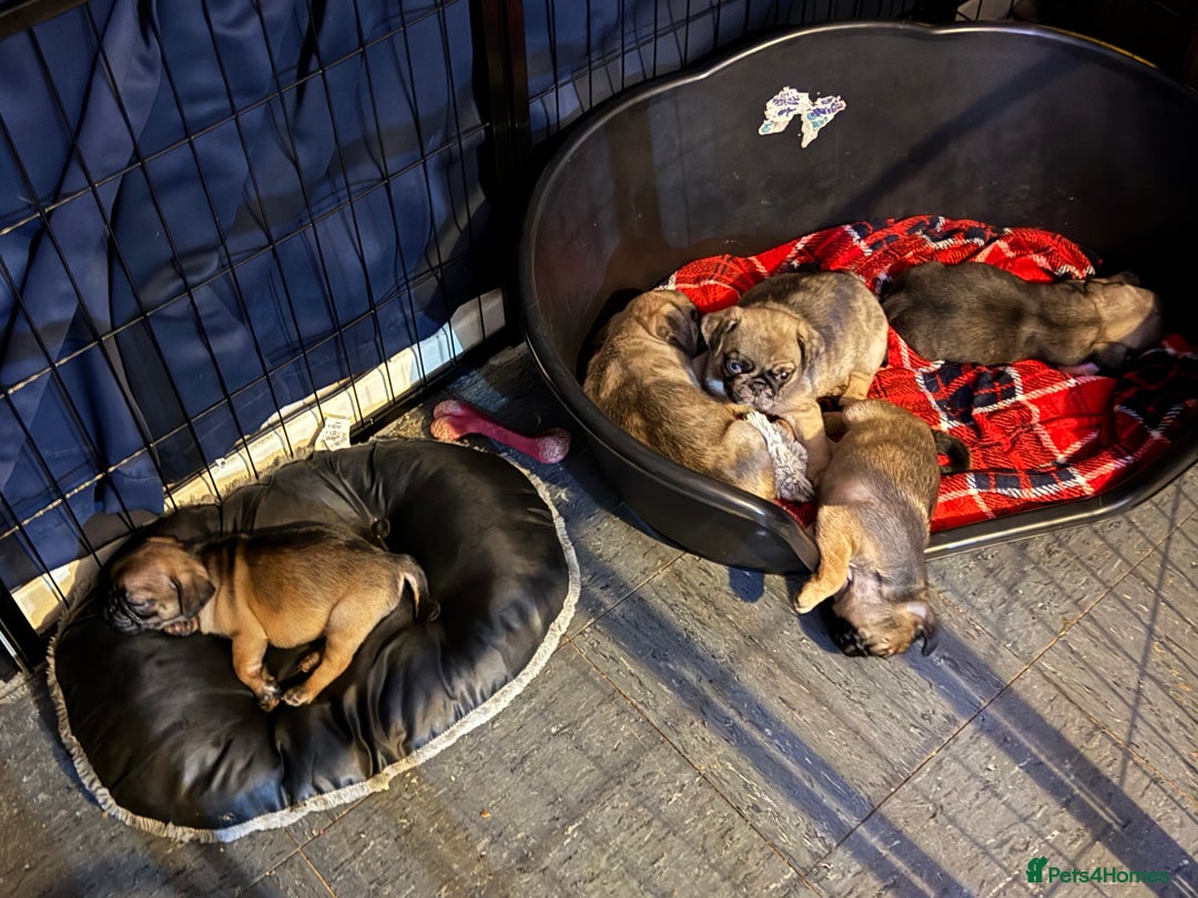 Pug dogs for sale: Pug puppies *READY NOW!!* - Image 1