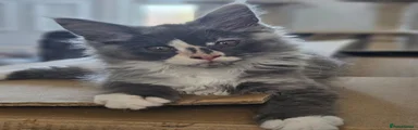 Maine Coon 4