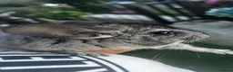 Chinchilla rodents for sale: male chinchilla in Port Talbot - Advert 2