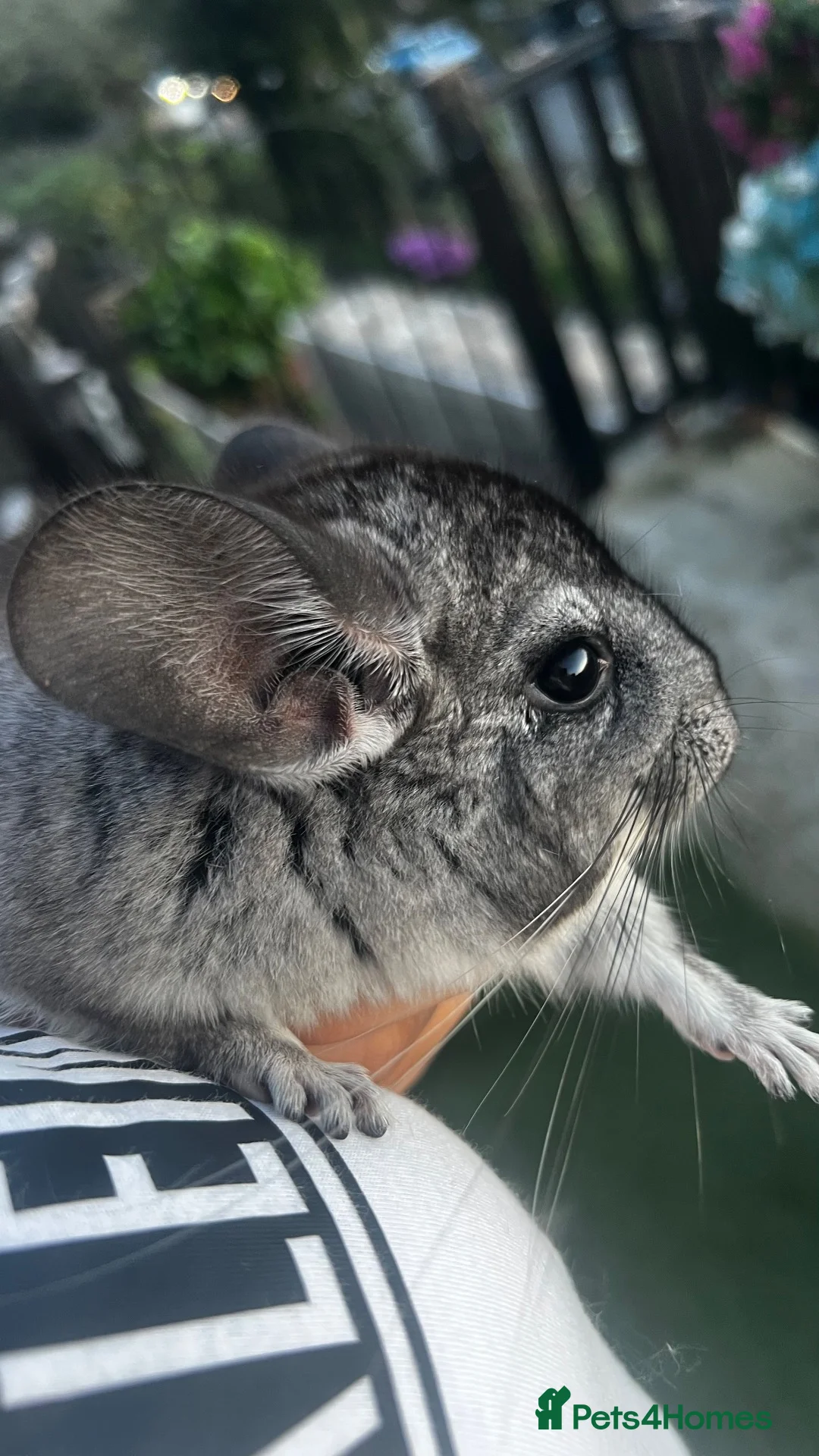 Chinchilla rodents for sale: male chinchilla in Port Talbot - Advert 2