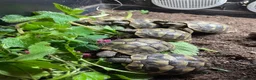 Tortoise reptiles for sale: Various Tortoises At Urban Exotics - Advert 12