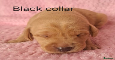 Labrador Retriever dogs - Advert 7