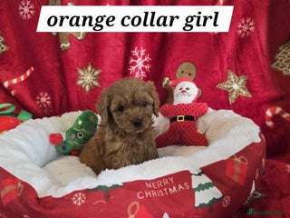 Cockapoo dogs F1 cockerpoo puppies - Advert 17