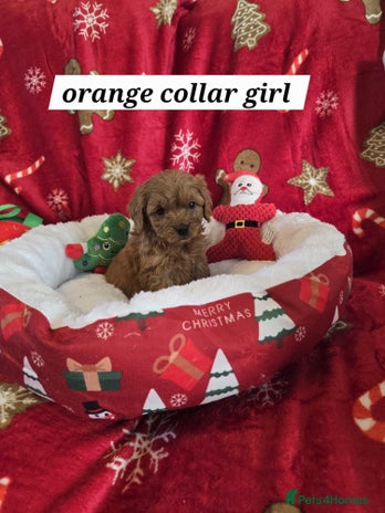 Cockapoo dogs F1b cockerpoo puppies - Advert 2