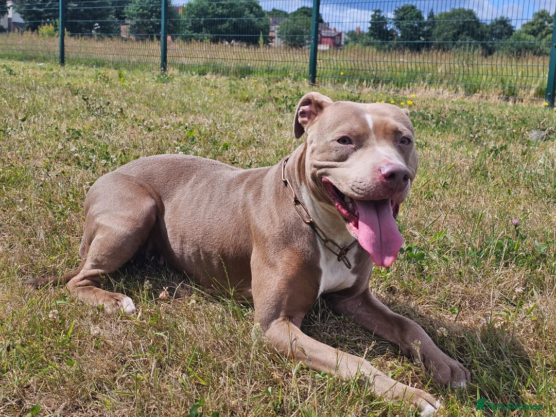 Mixed Breed dogs for sale: Staffy x female  - Advert 4