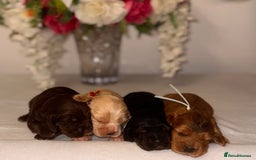 Cocker Spaniel dogs for sale: 🐶🐾beautiful show cocker spaniel puppy’s 🐶🐾 - Image 33