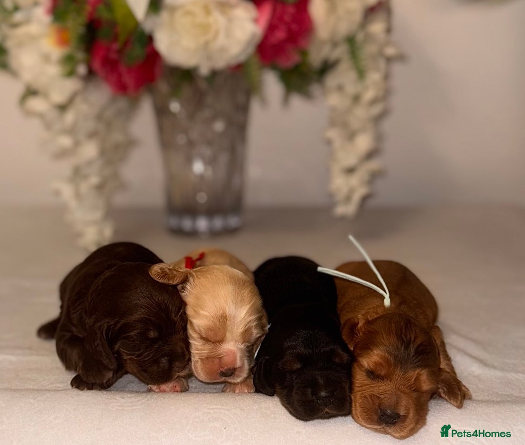 Cocker Spaniel dogs for sale: 🐶🐾beautiful show cocker spaniel puppy’s 🐶🐾 - Image 33