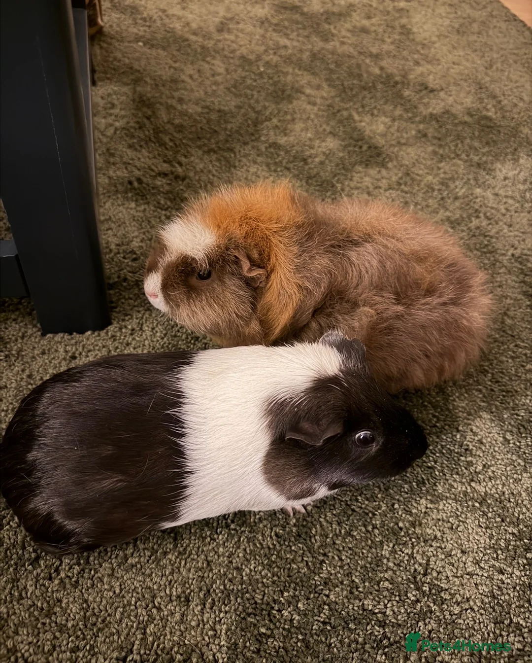 Guinea Pig rodents for sale: 2 Female Guinea Pigs in Littlehampton - Advert 4