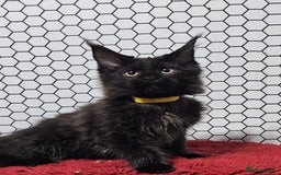 Maine Coon cats for sale: Pure breed Maine Coons Kittens  - Image 5