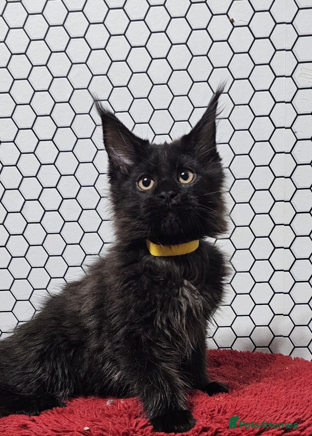 Maine Coon cats for sale: Pure breed Maine Coons Kittens  - Image 5