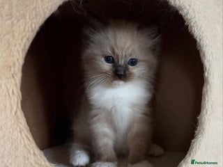 Ragdoll cats Beautiful RAGDOLL kittens - - Advert 18